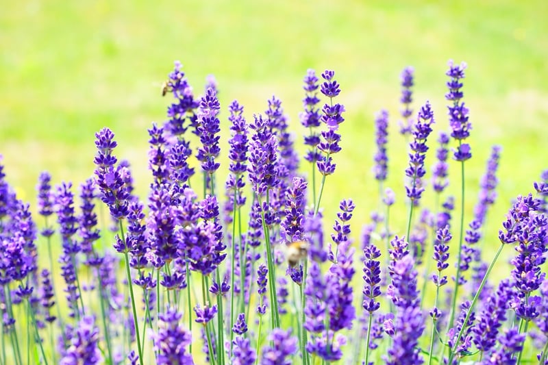 Fragrant Herbs