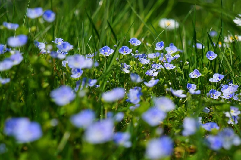 Forget-Me-Not Flower