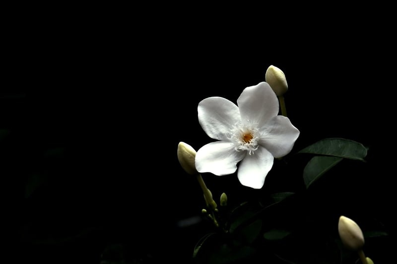 Jasmine Flower