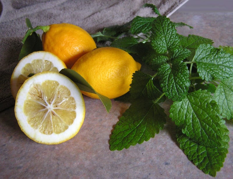 Lemon Balm