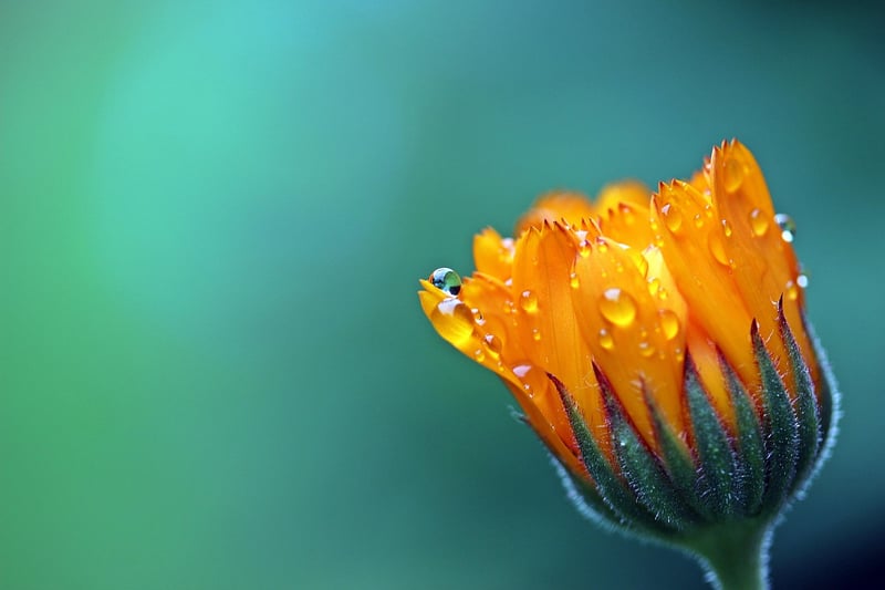 Marigold flowers
