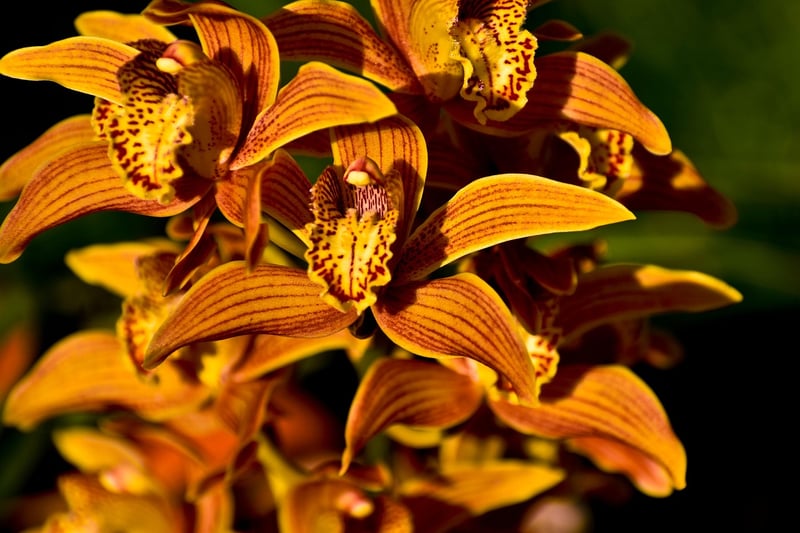 Orchid Flowers